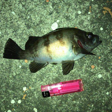 メバリング好調でした！