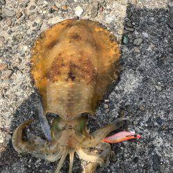 久しぶりのエギング