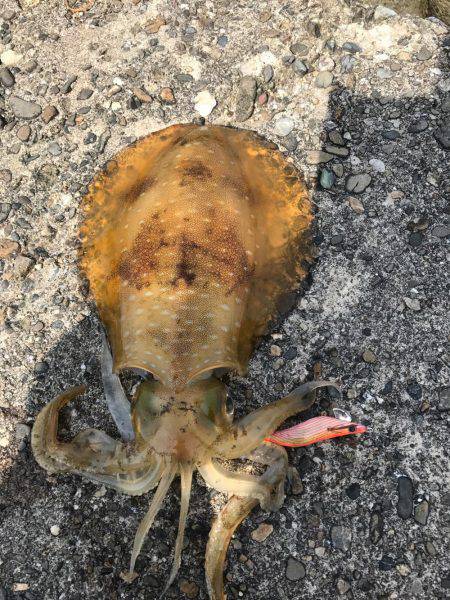 久しぶりのエギング