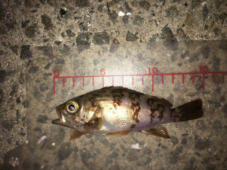 久しぶりにアジング‼︎