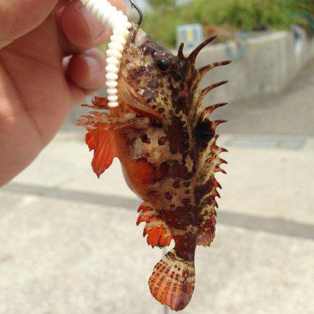 あと1種目で5目釣り達成だったのに‥(笑)