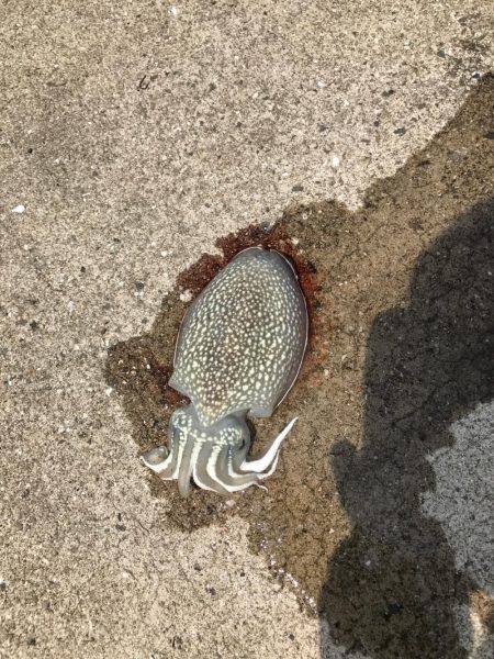 頭島で日中の釣行