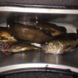 ベタ凪メバリング