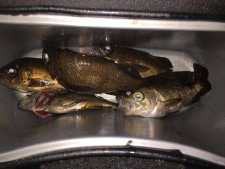 ベタ凪メバリング