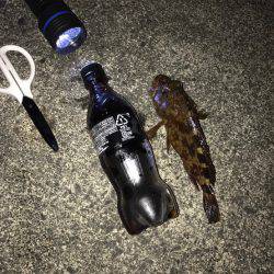 カサゴ 落とし込み釣り