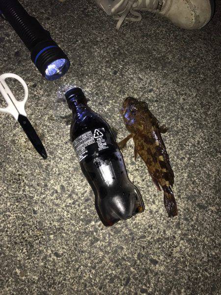 カサゴ 落とし込み釣り