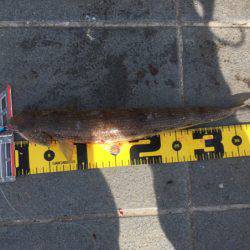 ベイト多過ぎ(苦笑)