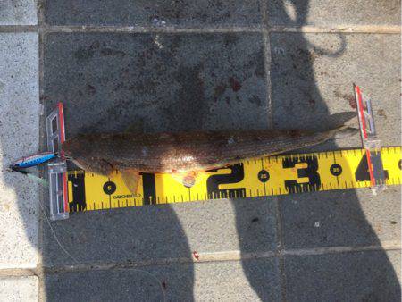 ベイト多過ぎ（苦笑）