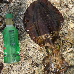 砂浜、海岸、アオリイカ