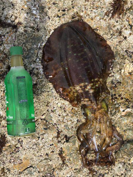 砂浜、海岸、アオリイカ