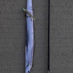 タチウオ短時間釣行