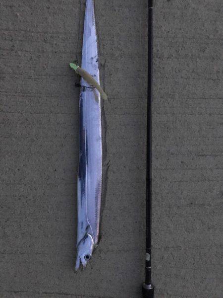 タチウオ短時間釣行