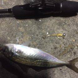 離島完徹アジング