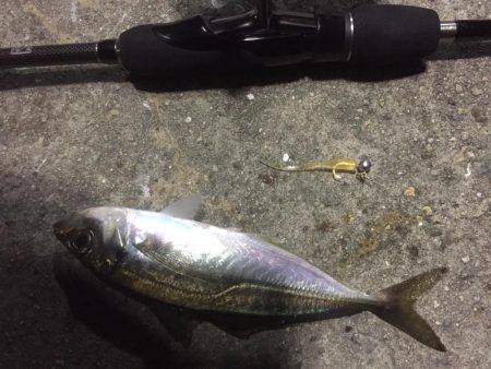 離島完徹アジング