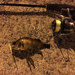 良型メバルゲット