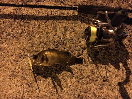 良型メバルゲット