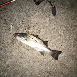 舞洲楽しくなって来ましたね〜