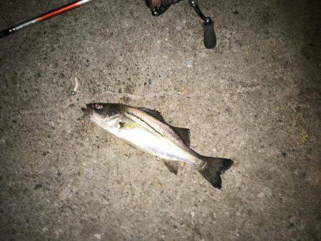 舞洲楽しくなって来ましたね〜