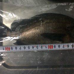 2.5号のエギに笑