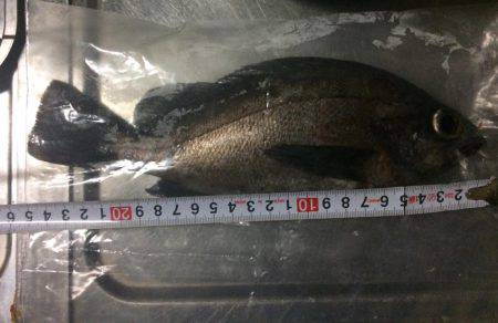 2.5号のエギに笑