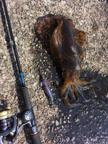 またまたエギング