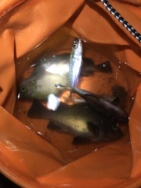 貝塚港メバリング