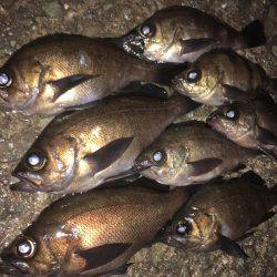 明石周辺メバリング