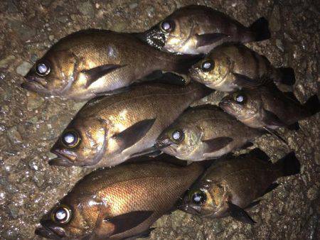 明石周辺メバリング