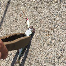 豆サバはジグで釣れ