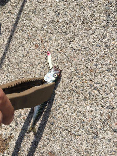 豆サバはジグで釣れ