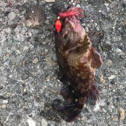 キス釣りに来たが