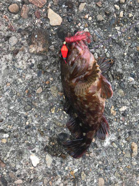 キス釣りに来たが