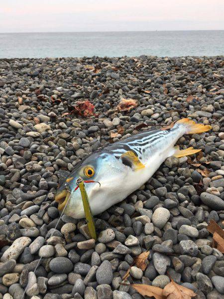 大里松原海岸 シマフグ40cm