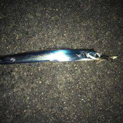 時合いは一瞬！