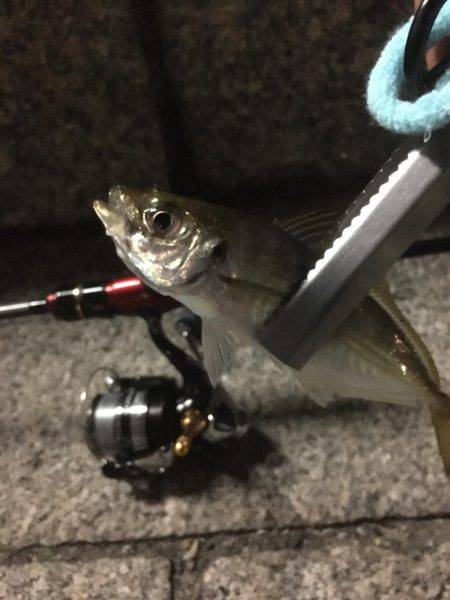 横浜アジング！