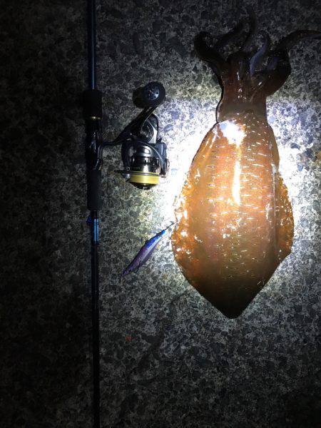 またまたエギング