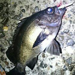 マッチョメバル×プラッキング