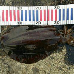 記録更新を狙い！エギングへ