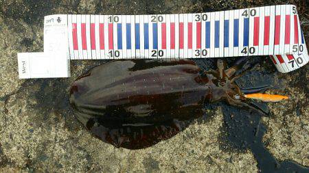 記録更新を狙い！エギングへ