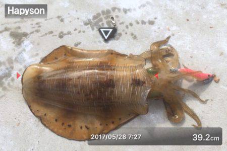 エギング&メバリング