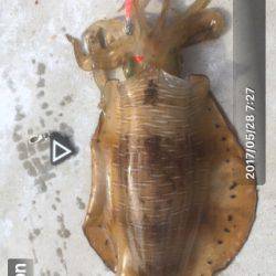 エギング&メバリング