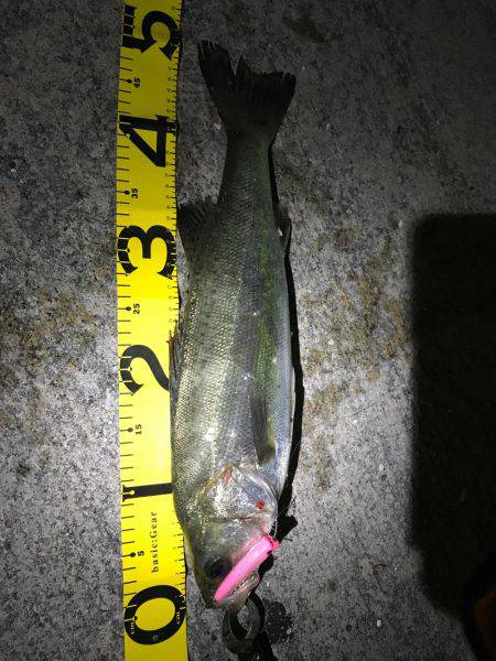 ハクボイル狙い撃ち