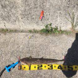 淡輪→深日港→深日漁港→青岸