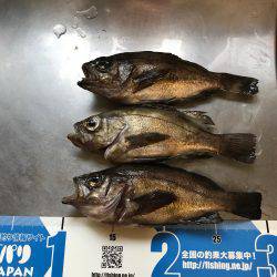 メバリングナイトゲーム