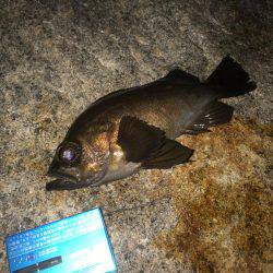 メバリングはまだまだ終わりません！