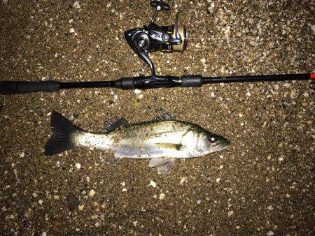 セイゴが釣れた