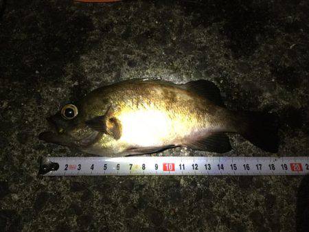 食コンメバリング