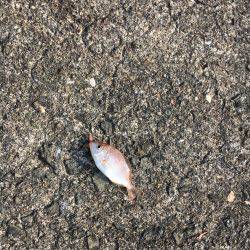 キッシング不発