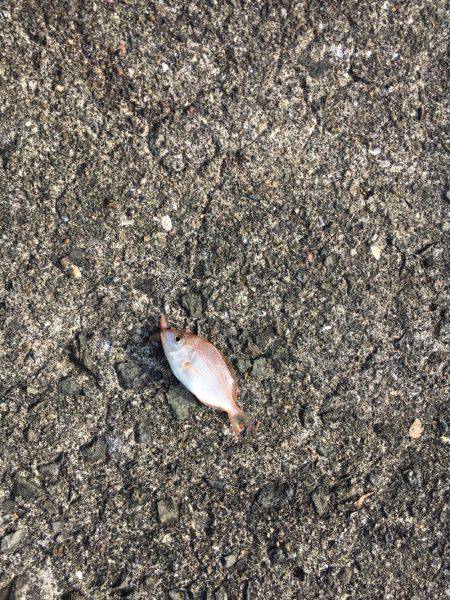 キッシング不発