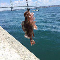 メバル、ガシラなどなど